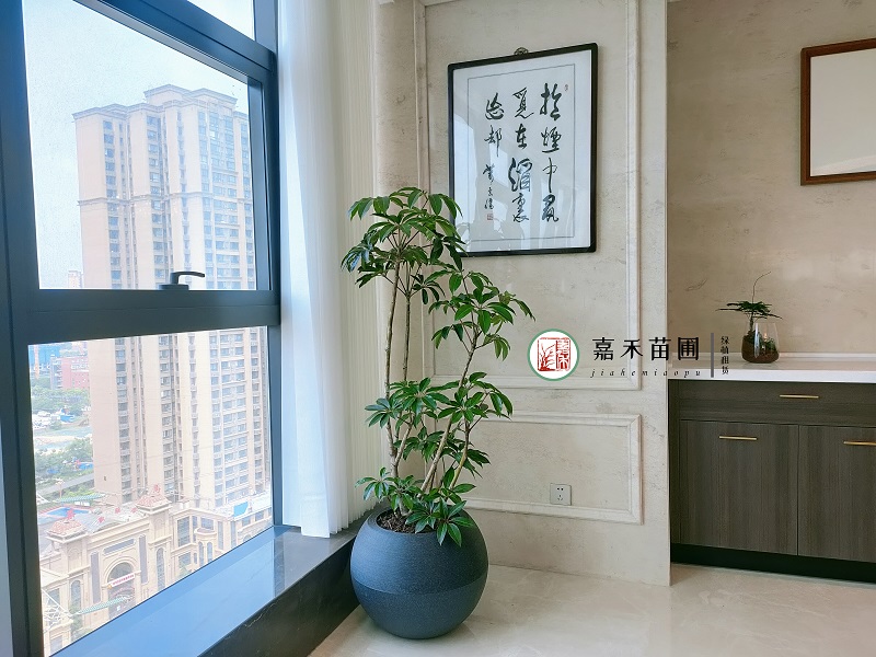 西安綠植租賃提升氣質(zhì)|西安嘉禾苗圃 西安綠植租賃提升氣質(zhì)|西安嘉禾苗圃