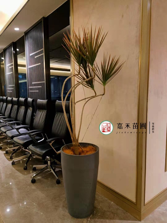 西安綠植租賃提升格局|西安嘉禾苗圃 西安綠植租賃提升格局|西安嘉禾苗圃