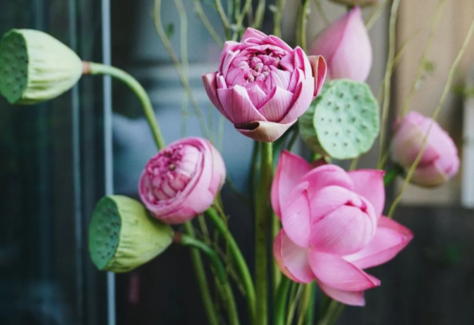 西安花卉租賃植物|西安嘉禾苗圃