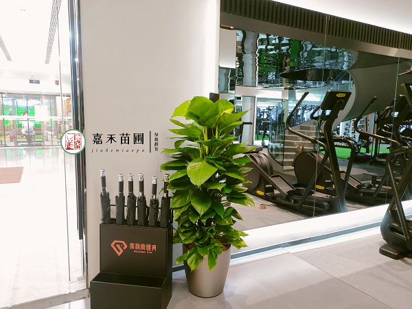 西安健身房綠植花卉租賃|西安嘉禾苗圃 西安健身房綠植花卉租賃|西安嘉禾苗圃