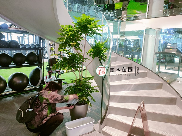 西安綠植租賃養(yǎng)護|西安嘉禾苗圃