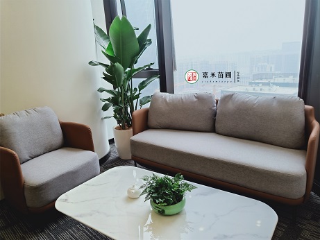 西安辦公室花卉綠植租擺|西安嘉禾苗圃 西安辦公室花卉綠植租擺|西安嘉禾苗圃