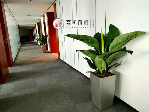 西安辦公室走廊綠植租擺|西安嘉禾苗圃 西安辦公室走廊綠植租擺|西安嘉禾苗圃