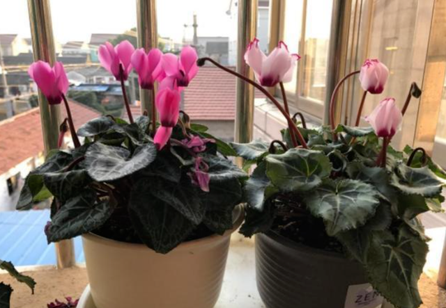 仙客來夏季修剪|西安嘉禾苗圃