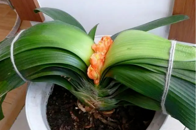 君子蘭夏季修剪|西安嘉禾苗圃