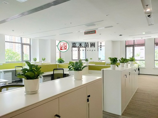 西安辦公樓租賃花卉|西安嘉禾苗圃 西安辦公樓租賃花卉|西安嘉禾苗圃