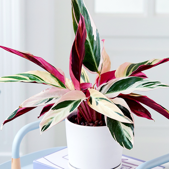 西安綠植租擺公司|西安嘉禾苗圃 西安綠植租擺公司|西安嘉禾苗圃