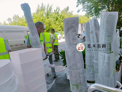 西安大綠植租擺|西安嘉禾苗圃