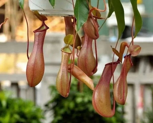 西安租擺室內(nèi)花卉豬籠草|西安嘉禾苗圃