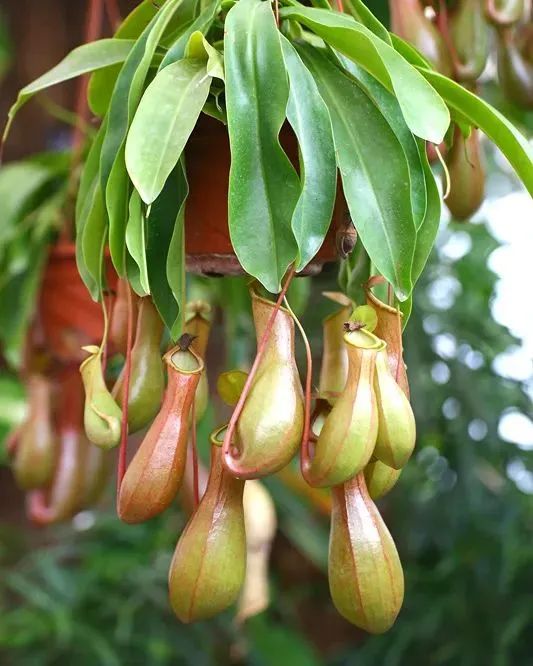 豬籠草養(yǎng)護(hù)指南|西安嘉禾苗圃