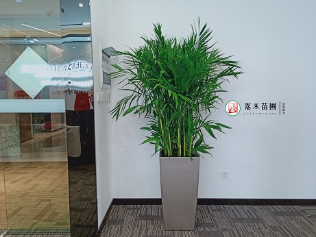 西安花卉租擺市場(chǎng)怎么樣|西安嘉禾苗圃