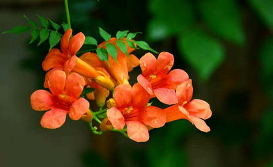 凌霄花的養(yǎng)護(hù)方法|西安嘉禾苗圃 凌霄花的養(yǎng)護(hù)方法|西安嘉禾苗圃