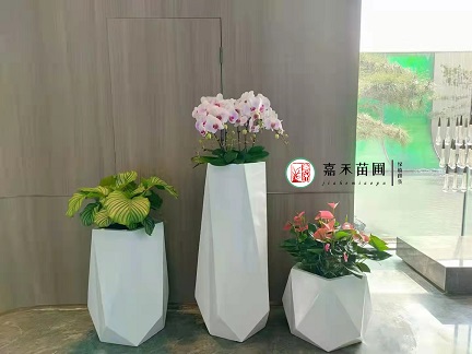 西安賓館綠植租擺|西安嘉禾苗圃 西安賓館綠植租擺|西安嘉禾苗圃