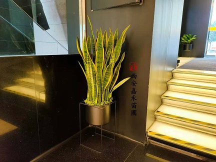 西安綠植租擺衛(wèi)生間|西安嘉禾苗圃 西安綠植租擺衛(wèi)生間|西安嘉禾苗圃