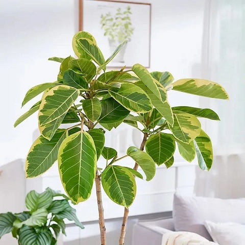 花葉富貴榕養(yǎng)護(hù)方法|西安嘉禾苗圃 花葉富貴榕養(yǎng)護(hù)方法|西安嘉禾苗圃