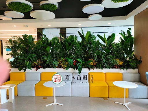 西安綠植花卉租擺室內(nèi)|西安嘉禾苗圃 西安綠植花卉租擺室內(nèi)|西安嘉禾苗圃