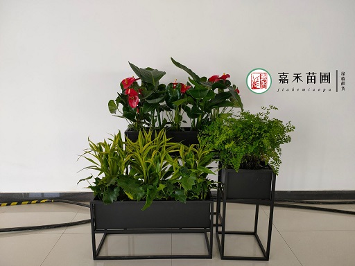 西安室內(nèi)花卉綠植租擺|西安嘉禾苗圃 西安室內(nèi)花卉綠植租擺|西安嘉禾苗圃