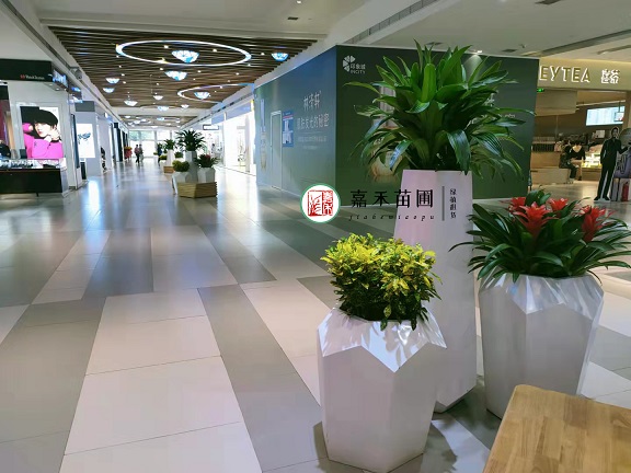 西安綠植租賃哪里有|西安嘉禾苗圃 西安綠植租賃哪里有|西安嘉禾苗圃