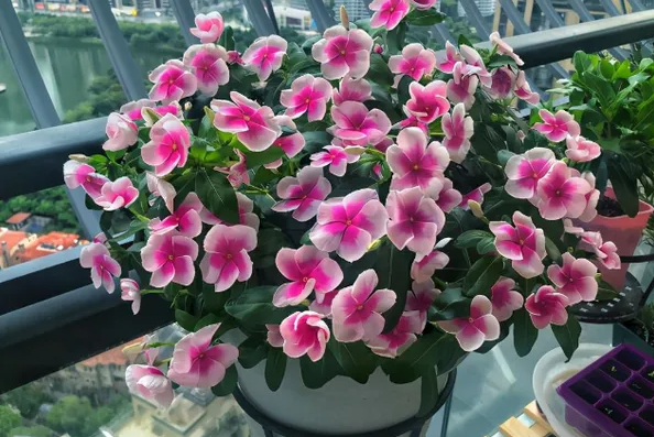 收集長(zhǎng)春花種子|西安嘉禾苗圃