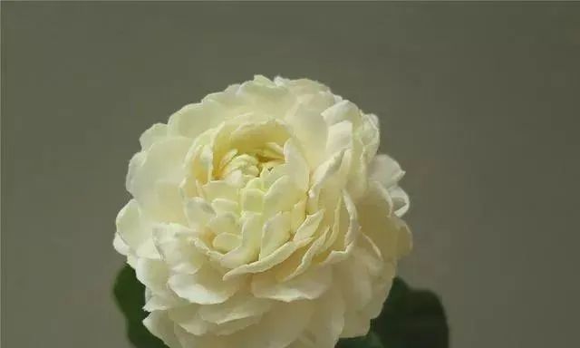 虎頭茉莉怎么養(yǎng)|西安嘉禾苗圃 虎頭茉莉怎么養(yǎng)|西安嘉禾苗圃