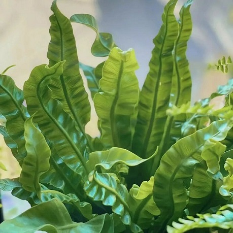 西安綠植租擺鳥巢蕨|西安嘉禾苗圃 西安綠植租擺鳥巢蕨|西安嘉禾苗圃