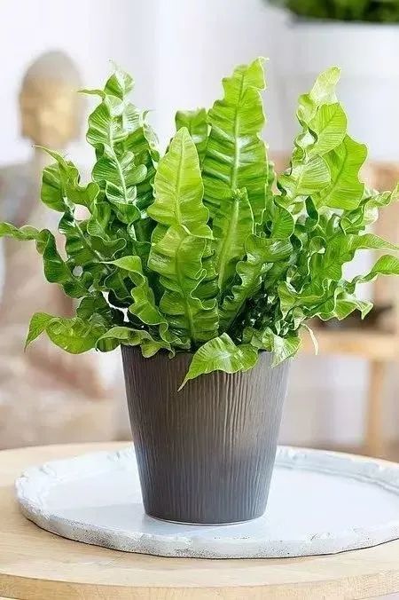 西安綠植租賃鳥巢蕨|西安嘉禾苗圃 西安綠植租賃鳥巢蕨|西安嘉禾苗圃