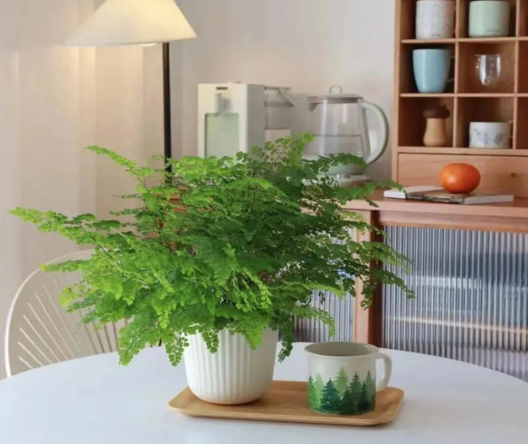 鐵線蕨養(yǎng)護(hù)方法|西安嘉禾苗圃