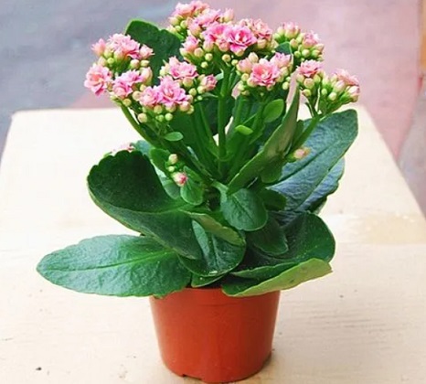 西安花卉租擺長(zhǎng)壽花修剪|西安嘉禾苗圃 西安花卉租擺長(zhǎng)壽花修剪|西安嘉禾苗圃