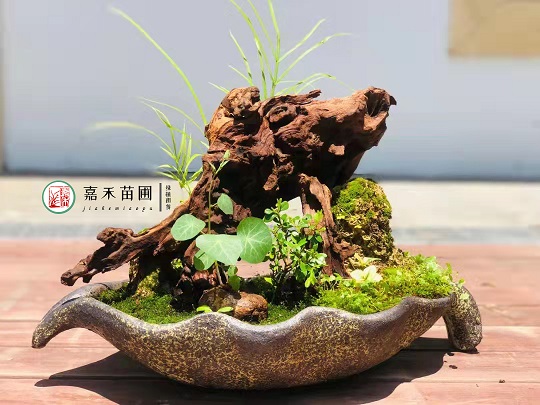 西安綠植租賃推薦|西安嘉禾苗圃