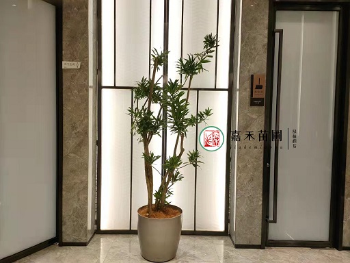 西安綠植租擺客廳擺放植物|西安嘉禾苗圃 西安綠植租擺客廳擺放植物|西安嘉禾苗圃