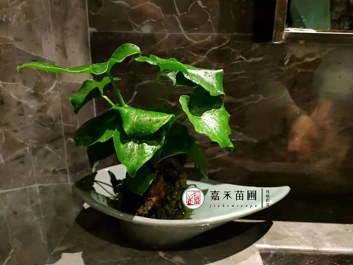 西安辦公室花卉租擺|西安嘉禾苗圃 西安辦公室花卉租擺|西安嘉禾苗圃