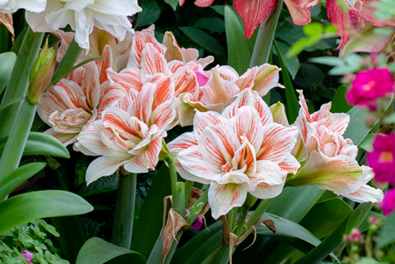 西安花卉租賃植物朱頂紅|西安嘉禾苗圃 西安花卉租賃植物朱頂紅|西安嘉禾苗圃