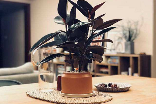 西安綠植租賃推薦橡皮樹|西安嘉禾苗圃 西安綠植租賃推薦橡皮樹|西安嘉禾苗圃