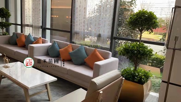 西安綠植租賃擺放標(biāo)準(zhǔn)|西安嘉禾苗圃 西安綠植租賃擺放標(biāo)準(zhǔn)|西安嘉禾苗圃