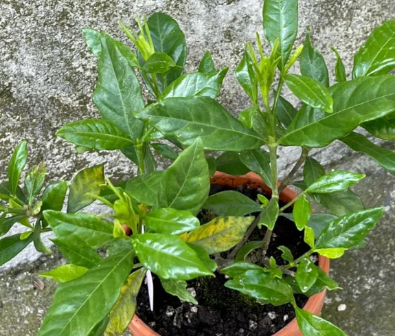 西安綠植租擺專業(yè)公司|西安嘉禾苗圃 西安綠植租擺專業(yè)公司|西安嘉禾苗圃