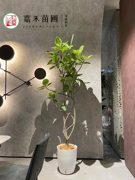 西安花卉租擺綠植租賃效果|西安嘉禾苗圃 西安花卉租擺綠植租賃效果|西安嘉禾苗圃