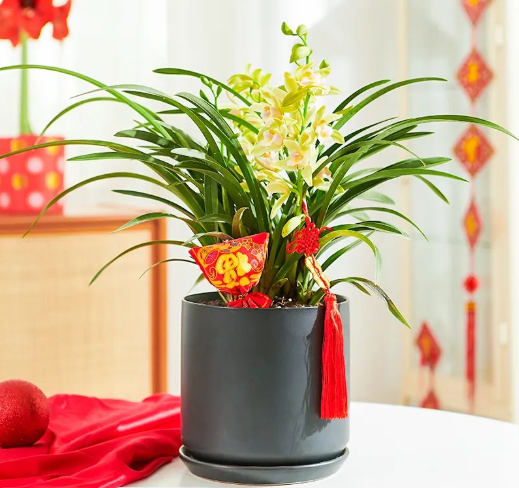 西安花卉租賃香蘭|西安嘉禾苗圃 西安花卉租賃香蘭|西安嘉禾苗圃