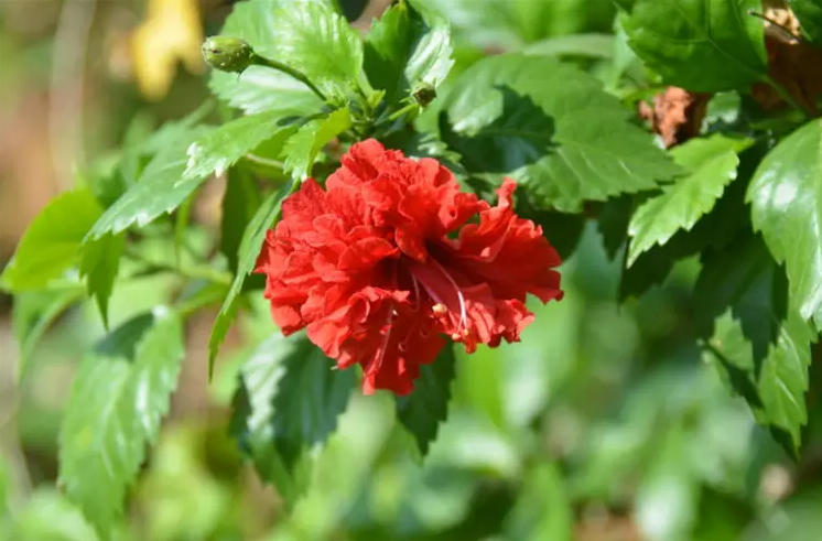 西安花卉租賃植物朱瑾|西安嘉禾苗圃 西安花卉租賃植物朱瑾|西安嘉禾苗圃