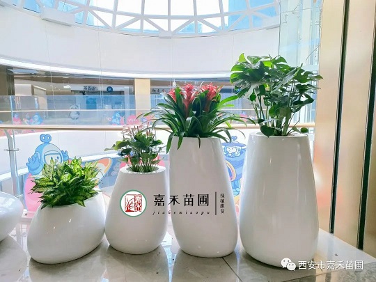 商場綠植租擺景觀|西安嘉禾苗圃