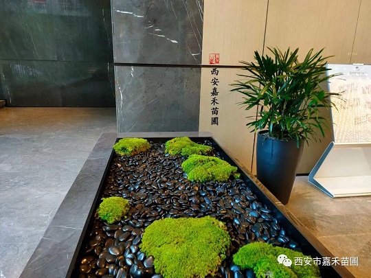 商場綠植租擺景觀設(shè)計(jì)|西安嘉禾苗圃