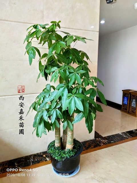 西安室內(nèi)花卉租賃發(fā)財(cái)樹|西安嘉禾苗圃 西安室內(nèi)花卉租賃發(fā)財(cái)樹|西安嘉禾苗圃