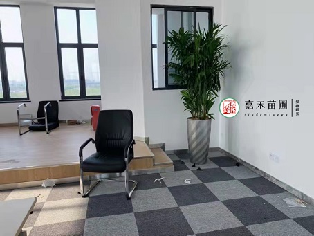 辦公室花卉租賃裝飾|西安嘉禾苗圃 辦公室花卉租賃裝飾|西安嘉禾苗圃