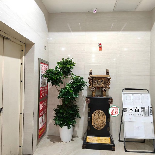 綠植租擺裝飾|西安嘉禾苗圃 綠植租擺裝飾|西安嘉禾苗圃