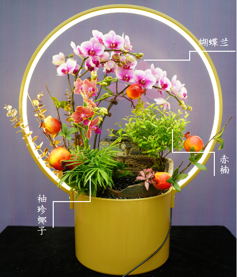 西安綠植租賃公司推薦年宵花|西安嘉禾苗圃 西安綠植租賃公司推薦年宵花|西安嘉禾苗圃