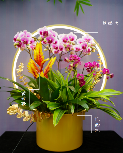 西安綠植租賃年宵花|西安嘉禾苗圃 西安綠植租賃年宵花|西安嘉禾苗圃