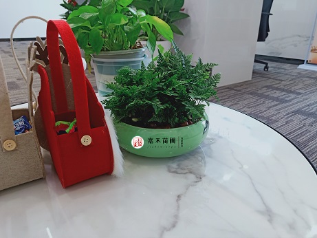 西安綠植租賃裝飾公司|西安嘉禾苗圃