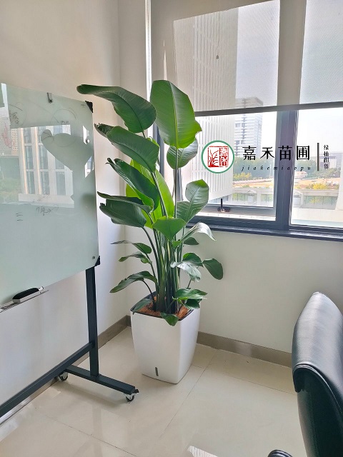 西安辦公室綠植租賃電話(huà)|15202909185 西安辦公室綠植租賃電話(huà)|15202909185