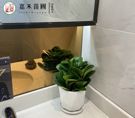 辦公室衛(wèi)生間花卉租賃電話|西安嘉禾苗圃15202909185