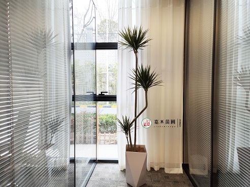 大型辦公室綠植租賃|西安嘉禾苗圃 大型辦公室綠植租賃|西安嘉禾苗圃