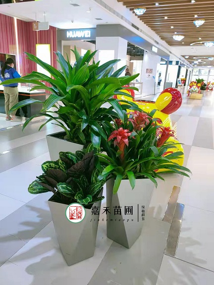 花卉綠植租擺方案|西安嘉禾苗圃 花卉綠植租擺方案|西安嘉禾苗圃